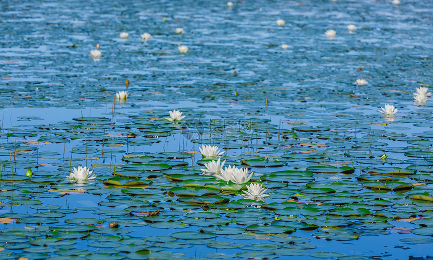 湖上有很多百合板池塘青年植物群季节叶子辉煌脆弱性阳光宏观花瓣图片