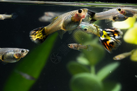 Guppy 多彩色多种鱼类尾巴水族馆热带男性背景图片