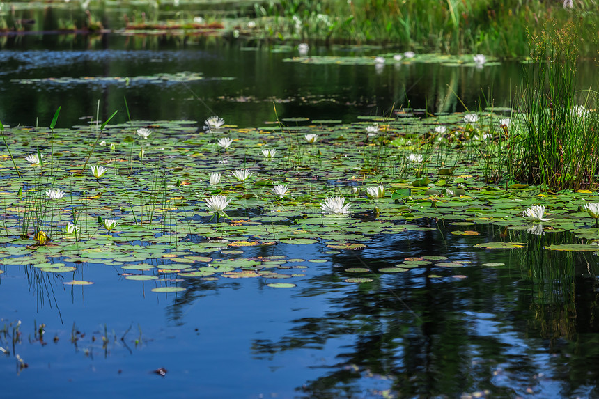 湖上有很多百合板辉煌花园阳光宏观植物叶子植物群季节花瓣脆弱性图片