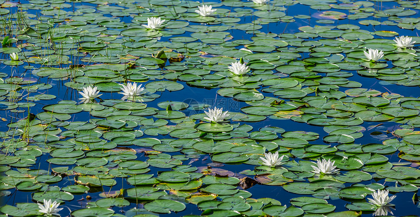 湖上有很多百合板季节植物群花瓣池塘脆弱性荷花青年花园辉煌叶子图片