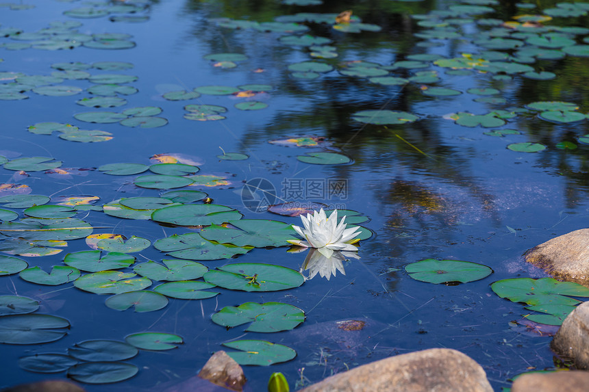 湖上有很多百合板花园植物阳光辉煌全景荷花脆弱性花瓣宏观植物群图片