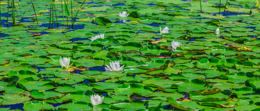 湖上有很多百合板植物宏观全景百合荷花季节花瓣辉煌脆弱性叶子图片
