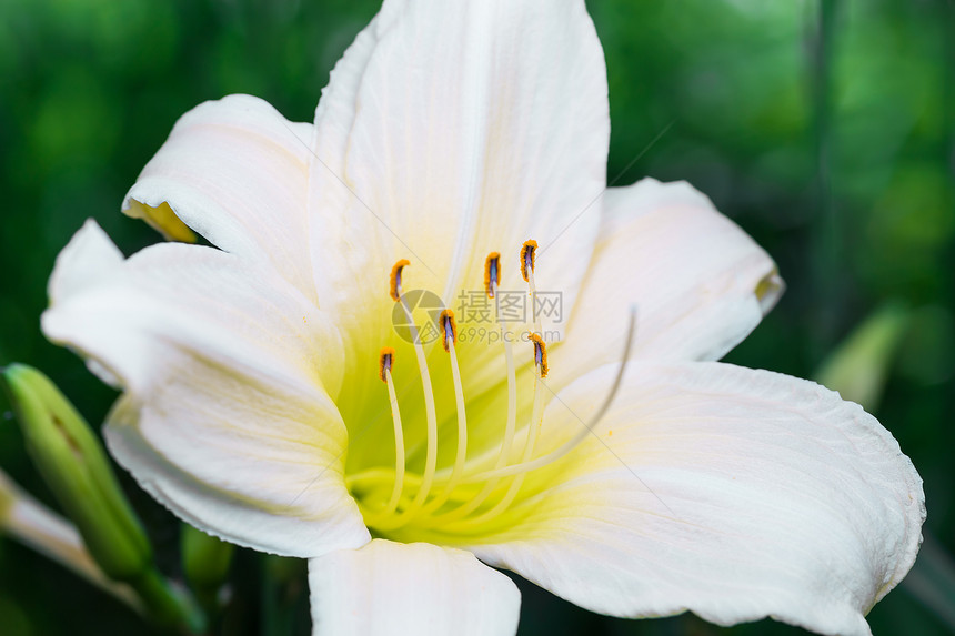 美丽的白花花园辉煌雨滴紫色洋甘菊反射花朵用品虚幻热带图片