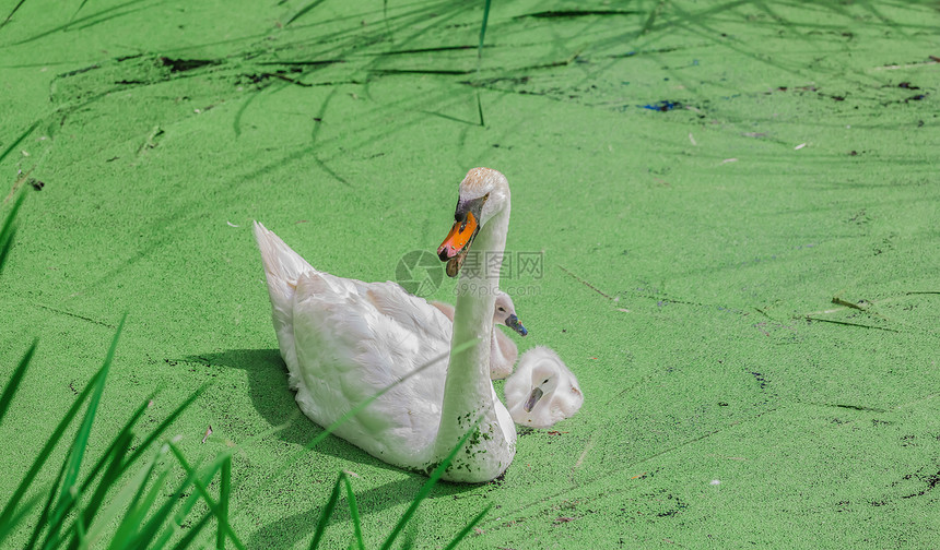 湖中美丽的白天鹅脖子小鸡青年婴儿小鸭子晴天嘎嘎阳光水禽鸭子图片