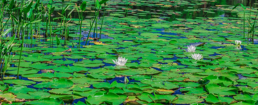 湖上有很多百合板叶子阳光植物季节池塘花瓣宏观辉煌青年植物群图片