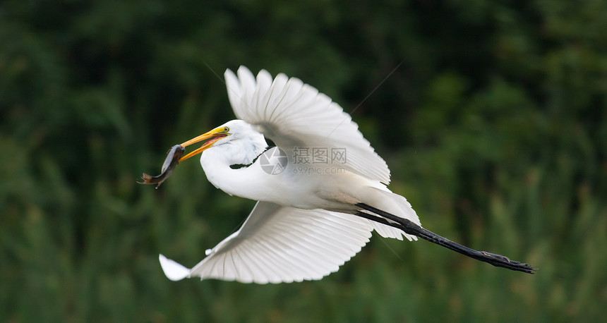 白色大白Egret与鱼一起飞行环境羽毛美丽池塘翅膀账单钓鱼野生动物水禽沼泽图片