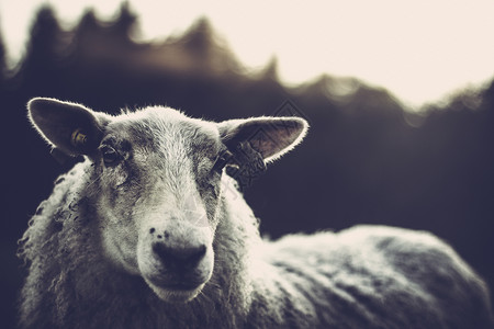 羊背景眼睛羊毛耳朵阴影背景图片