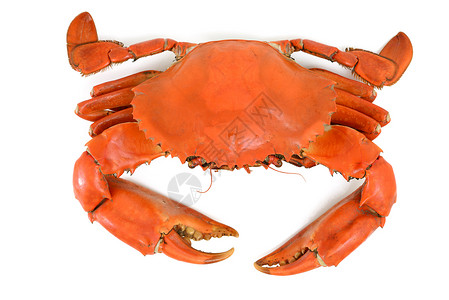 蓝螃蟹沸腾海鲜拉布贝类橙子红色食物甲壳动物背景图片