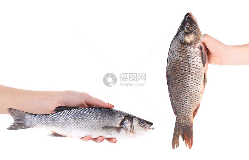 手与鱼渔业鲤鱼淡水镜子皮肤海洋尾巴鲫鱼海鲜钓鱼图片