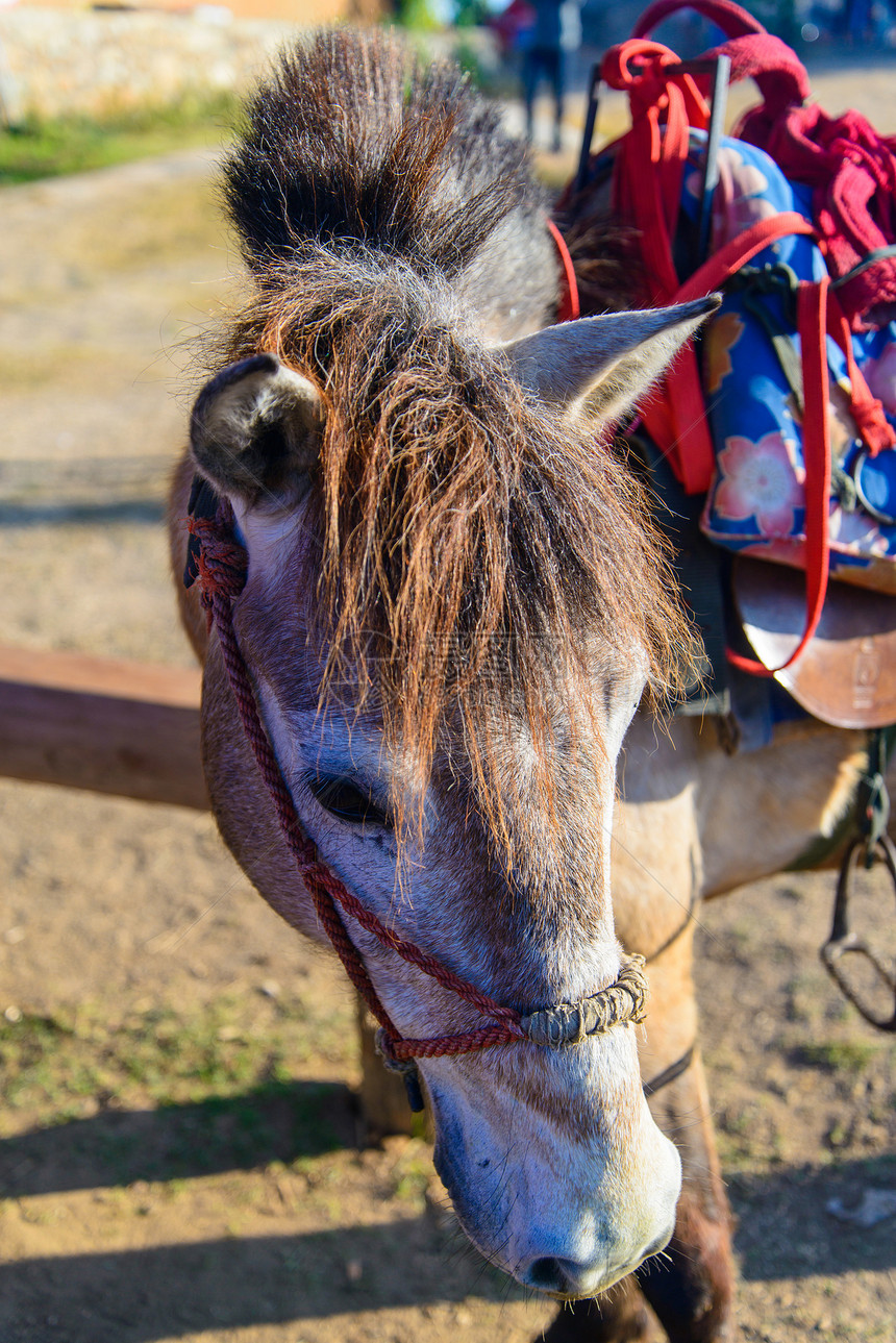 一匹马的头障碍哺乳动物草原赛车手牧草配种牧场农村经济动物赛马图片