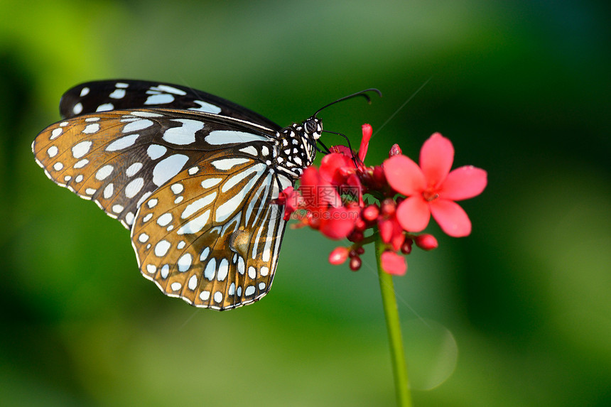 美丽的蝴蝶坐在花朵中昆虫黑色花园橙子底面女王黄色翅膀君主花瓣图片