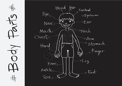 插图中正文词汇表的一部分男生耳朵艺术肩膀幼儿园学校头发手指英语身体背景图片