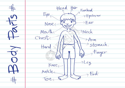 插图中正文词汇表的一部分作品拼写眼睛卡通片胸部语言脚趾肩膀幼儿园手指背景图片