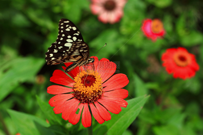 在花园里有花朵的蝴蝶图片