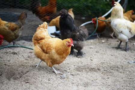 免费养鸡素材农场养鸡的品种分类背景
