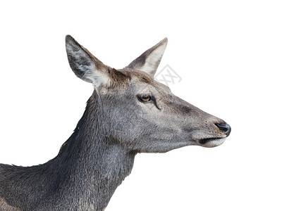鹿哺乳动物野生动物背景图片