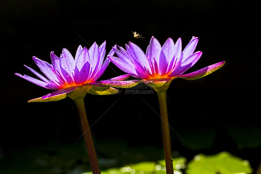 双莲和蜜蜂荒野花园百合植物水池植物群花瓣热带公园池塘图片