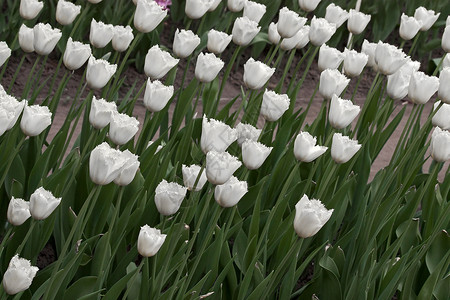 郁金花朵照片郁金香花园背景图片