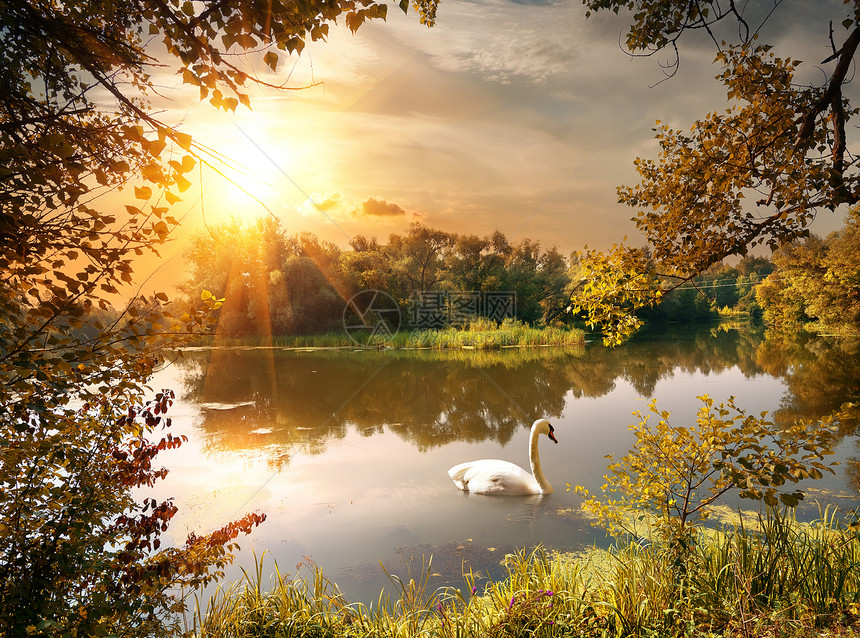 池塘上的天鹅金子场景阳光天空叶子木头田园森林日落植物图片