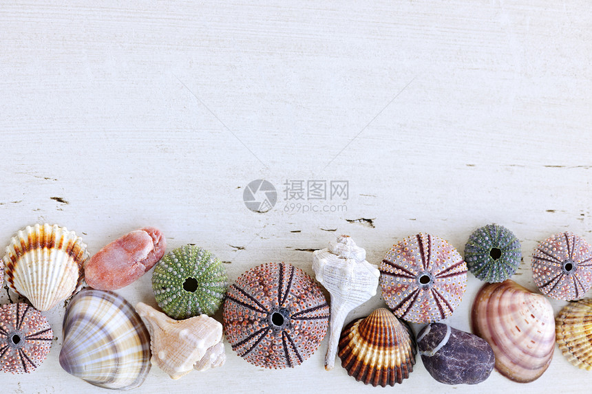 带贝壳的背景白色边界海洋石头岩石标本生物情调生活海胆图片