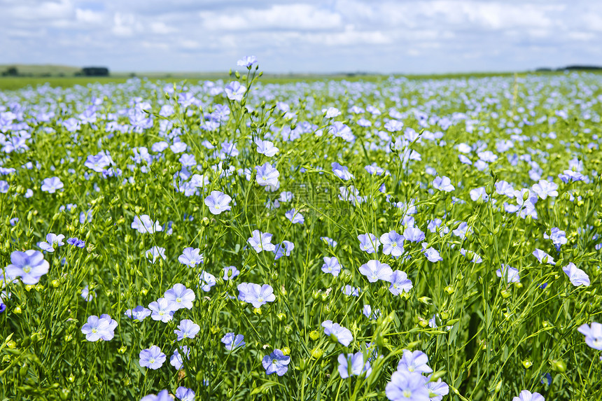 明亮的松软田草地亚麻农村场地蓝色植物园艺花朵植物群国家图片