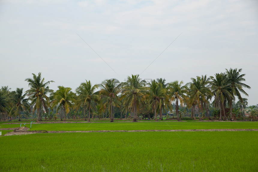 稻田里的树木棕榈季节太阳木头街道热带场地生长草地农村图片