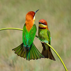 栗子头食蜜蜂者公园热带橙子羽毛野生动物环境动物动物群荒野背景图片