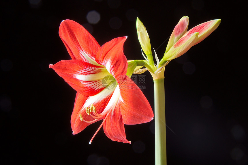 红阿玛丽丝花朵百合植物生长灯泡黑色花粉花瓣花园植物学宏观图片