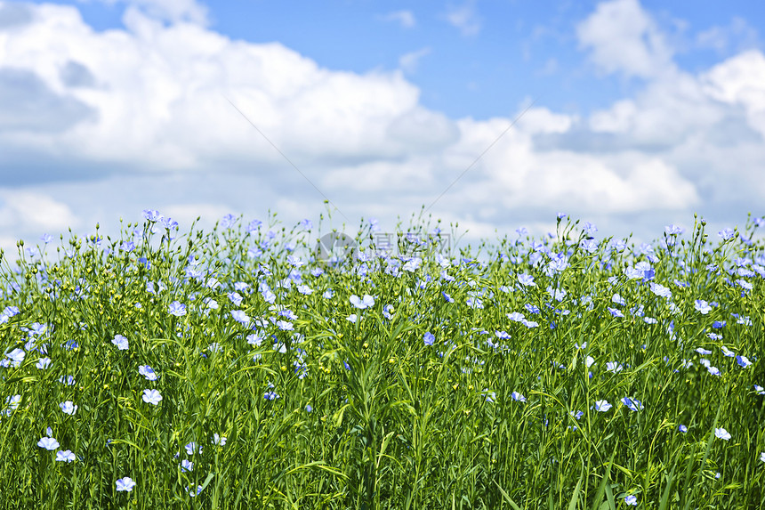 明亮的松软田园艺国家草地场地农业农村天空绿色花朵农场图片