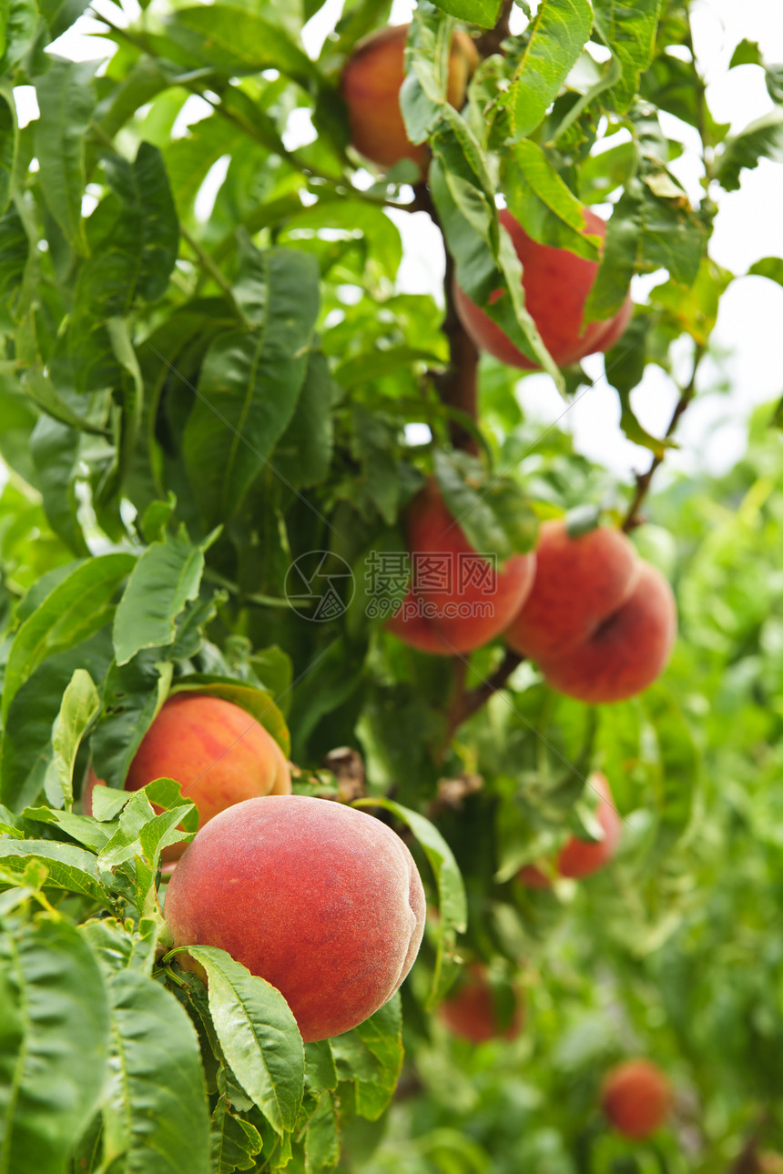 树上的桃子农业水果树叶园艺分支机构树木收成叶子果园生长图片