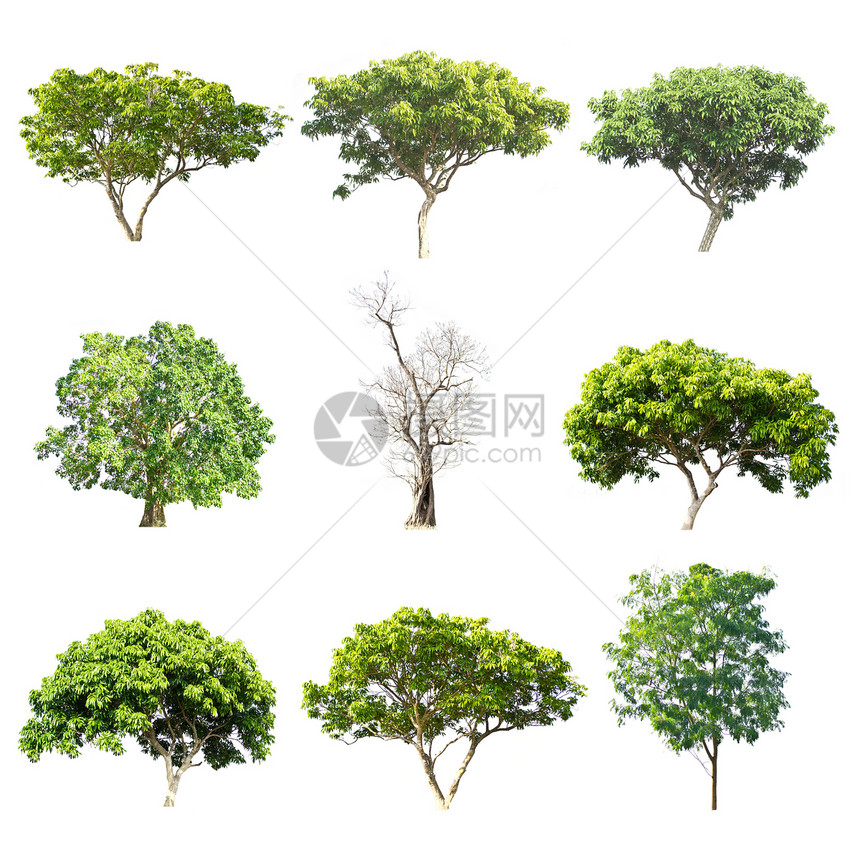 白色背景的一组树森林植物收藏环境生长植物学季节性绿色图片