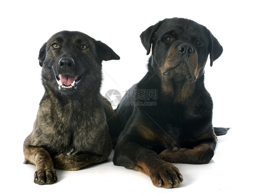 荷兰牧羊人和罗威勒牧羊犬小狗斑点警犬犬类工作室羊犬棕色动物黑色图片