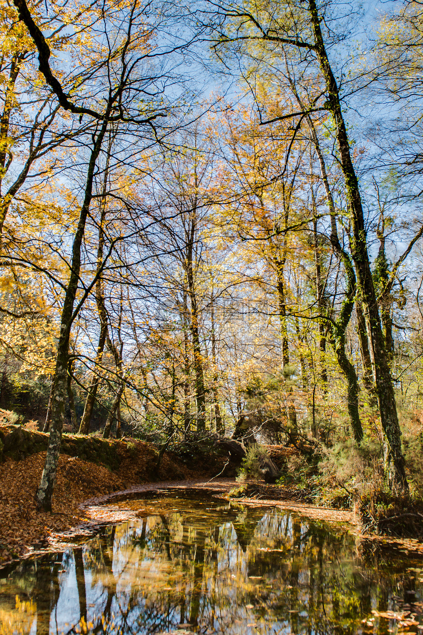 国家Geres公园的秋季观景森林木头橡木橙子公园太阳植物环境热血反射图片
