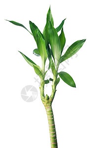 绿竹植物环境白色小枝幼苗绿色叶子活力宏观发芽背景图片