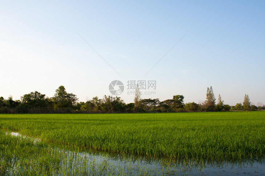 稻田里的树木天空食物植物培育农场季节花园热带农村木头图片