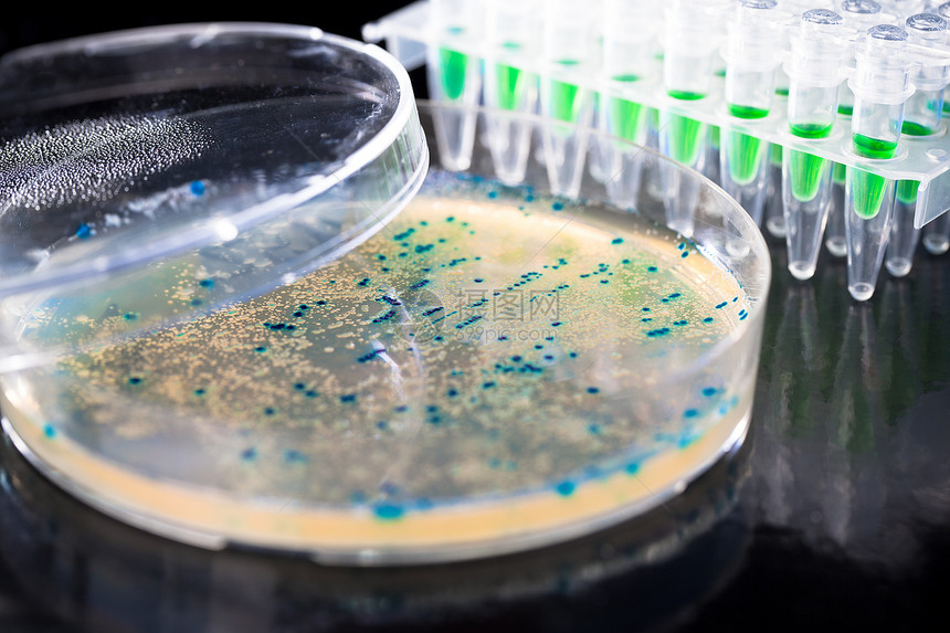 采摘DNA克隆的细菌殖民地生物学诱变群落微生物琼脂大肠杆菌生物科学盘子塑料图片