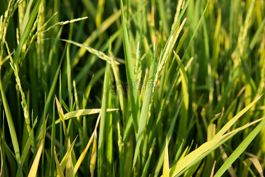 大米和稻田粮食种植园生长农田谷物场地种子农村植物群金子图片