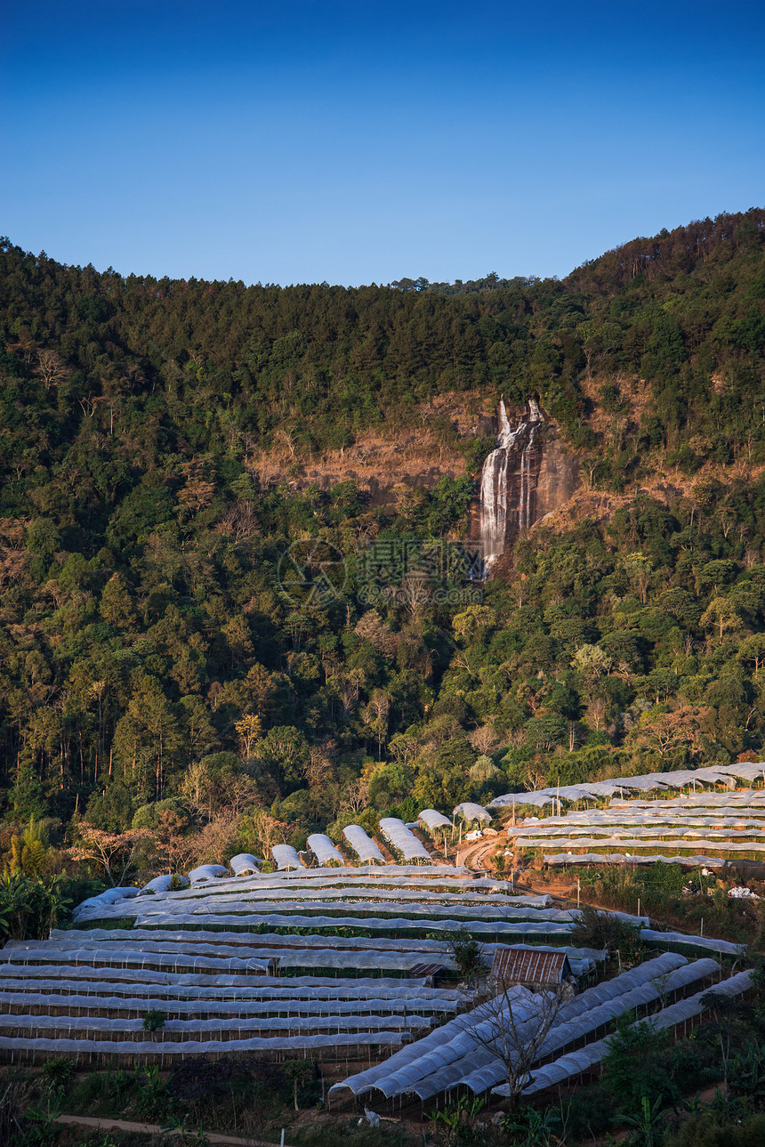 在伊纳森山的 克里桑特姆花田和瀑布生长种植园农场植物花园季节菊花宴会塑料植物学图片