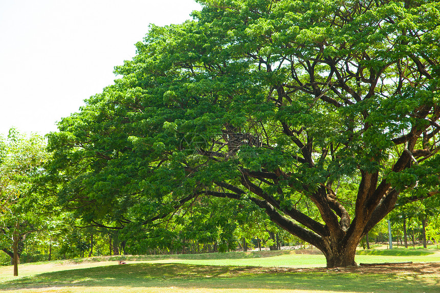 公园里的树植物树干森林绿色国家树叶红色衬套蓝色兴趣图片