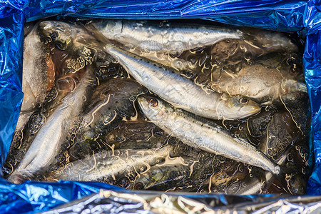 市场上冰上的鲜鱼饮食销售海鲜厨房食品美味盘子渔夫钓鱼营养背景图片