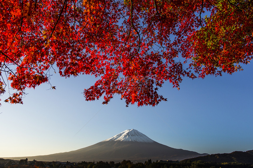 日本富士山红秋叶季节假期顶峰公吨斋子花园火山植物红叶观光图片