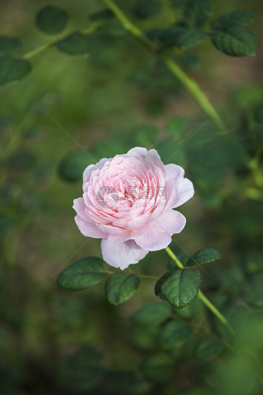 斯威登玫瑰皇后植物花园母亲花束园艺花朵叶子玫瑰树叶卡片图片