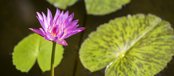 莲花与水素材全景莲李莲花水背景背景