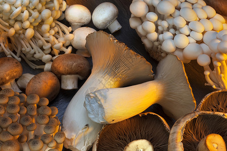 野生蘑菇的挑选背景图片