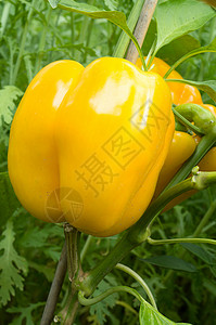 黄铃辣椒厂农业季节花园绿色蔬菜植物黄色叶子收成辣椒食物高清图片素材