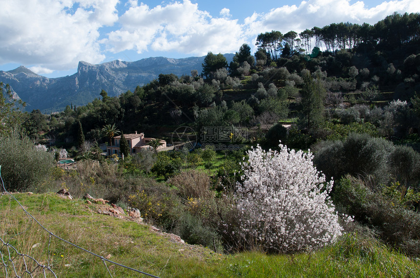 马洛卡(Mallorca)在春天图片