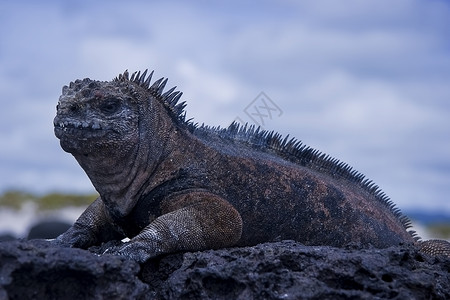 加拉帕戈依瓜纳鬣蜥野生动物乐关花园异国火山热带蜥蜴荒野情调背景