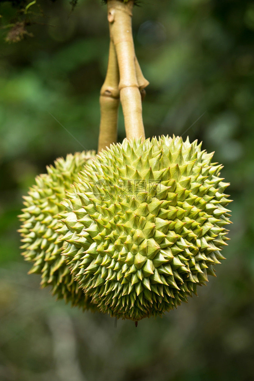 德语生产小吃国王情调植物水果收成蔬菜热带食物图片