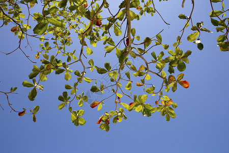 分处太阳天空绿色树叶背景图片