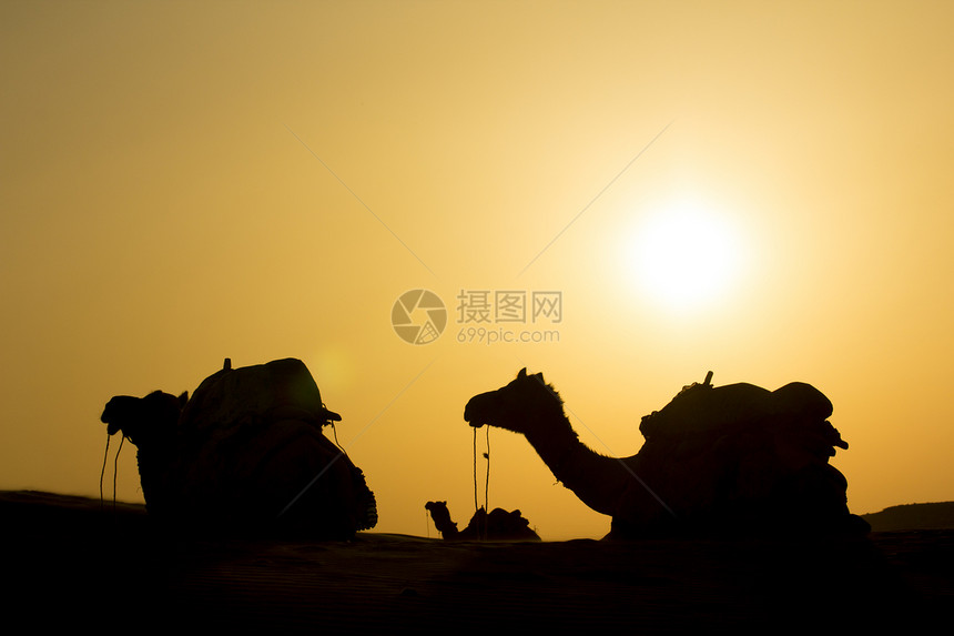 骆驼群坐在沙丘上晴天金子太阳橙子团体沙漠冒险场景阳光男人图片